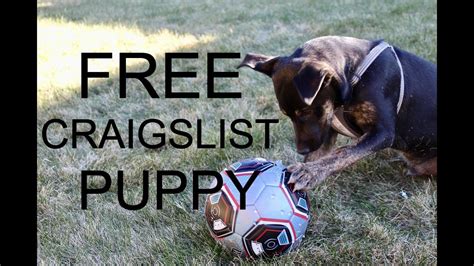 reading craigslist pets|free puppies in reading pa.